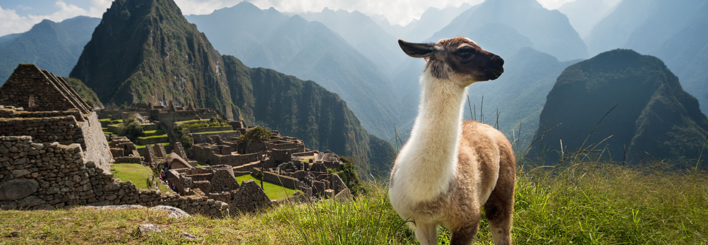 Llamas y Alpacas: Diferencias esponjosas - Peru Hop
